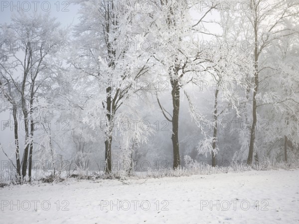 Shrubs and trees in hoarfrost and fog, Horben, Lindenberg, Freiamt, Canton Aargau, Switzerland