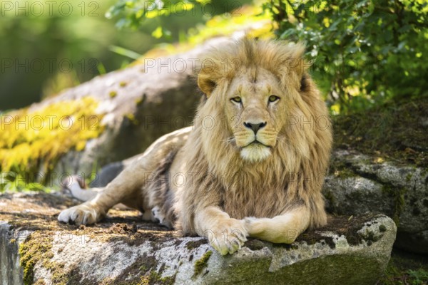Southern African lion (Panthera leo melanochaita) male, lying on a rock, captive, Zoo Augsburg, Germany