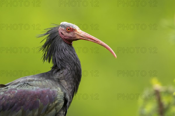Northern bald ibis (Geronticus eremita) portrait, Bavaria, Germany