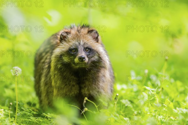 Common raccoon dog (Nyctereutes procyonoides) standing in the grass, Bavaria, Germany