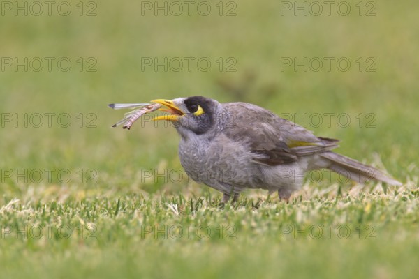 Noisy Miner (Manorina melanocephala), South Australia, Australia