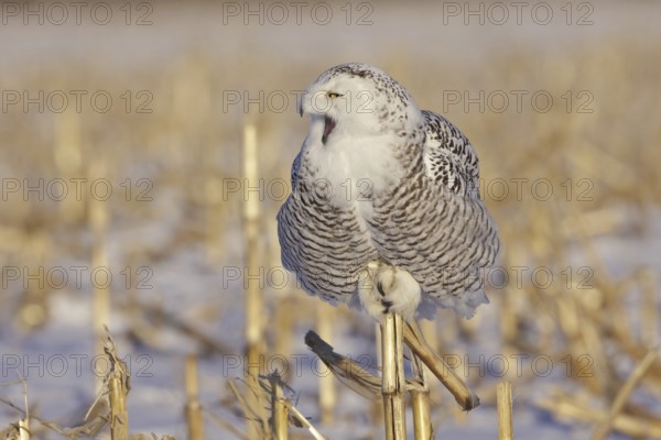 Snowy Owl (Bubo scandiacus) juvenile female, Ontario, Canada