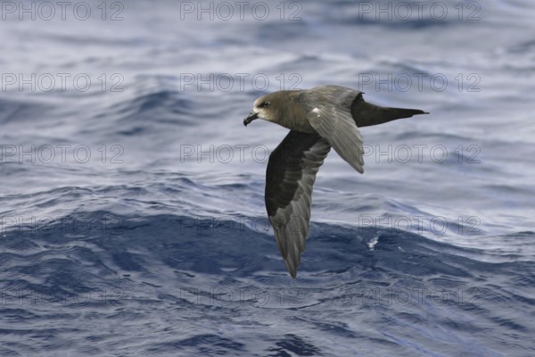 Great-winged Petrel (Pterodroma gouldi) flying, South Australia, Australia