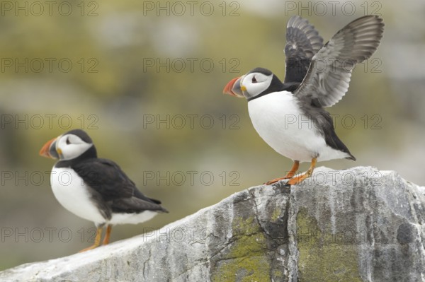 Atlantic Puffin (Fratercula arctica), Scotland, United Kingdom