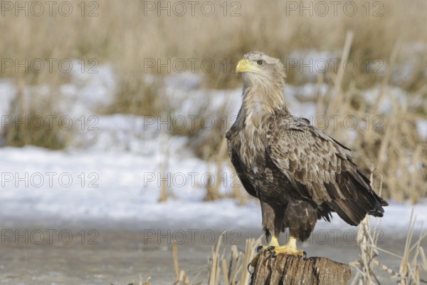 White-tailed Eagle (Haliaeetus albicilla), Mecklenburg-Western Pomerania, Germany