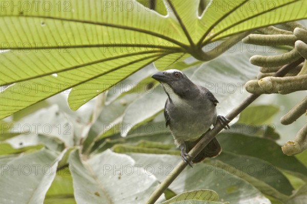 Greyish Saltator (Saltator coerulescens), Ecuador