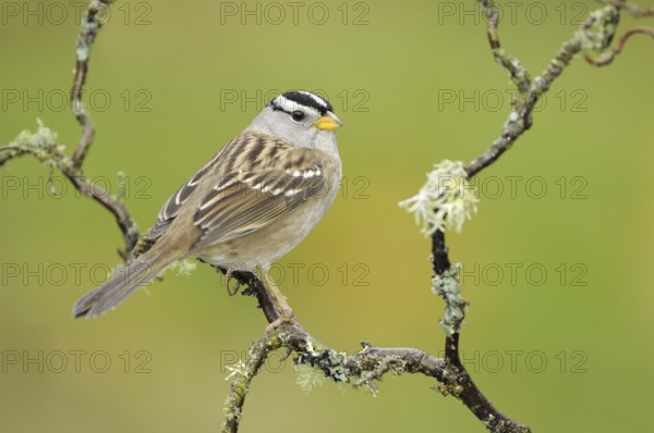 White-crowned Sparrow (Zonotrichia leucophrys), British Columbia, Canada