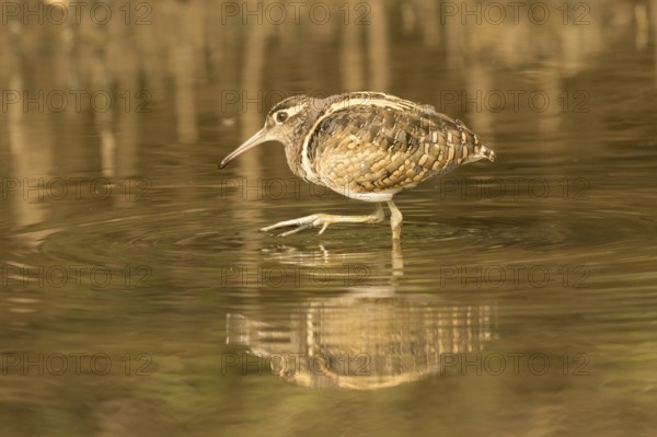 Greater Painted-snipe (Rostratula benghalensis), Gambia