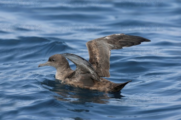Sooty Shearwater Puffinus griseus San Diego, California, United States 14 September Adult Procellariidae
