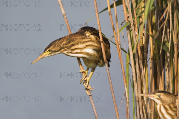 Little Bittern (Ixobrychus minutus) juvenile foraging, Thuringia, Germany