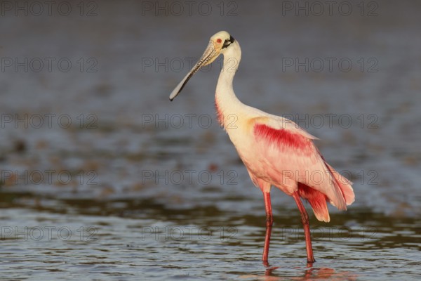 Roseate Spoonbill (Platalea ajaja), Florida, USA