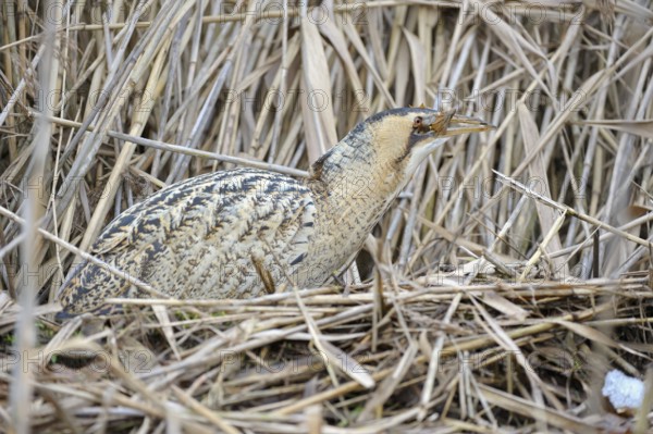 Rohrdommel (Botaurus stellaris), Bittern, Altvogel im Winter, hat einen Grasfrosch erbeutet und verschluckt diesen, Februar, Muenster, Nordrhein-Westfalen, Deutschland
