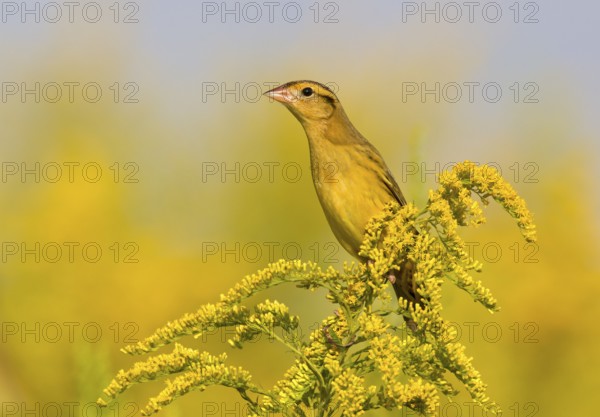 Bobolink (Dolichonyx oryzivorus), Ohio, USA