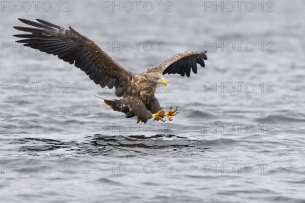 White-tailed Eagle (Haliaeetus albicilla) hunting, Norway