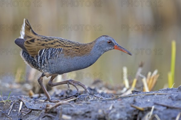 Water Rail (Rallus aquaticus) foraging, Saxony-Anhalt, Germany
