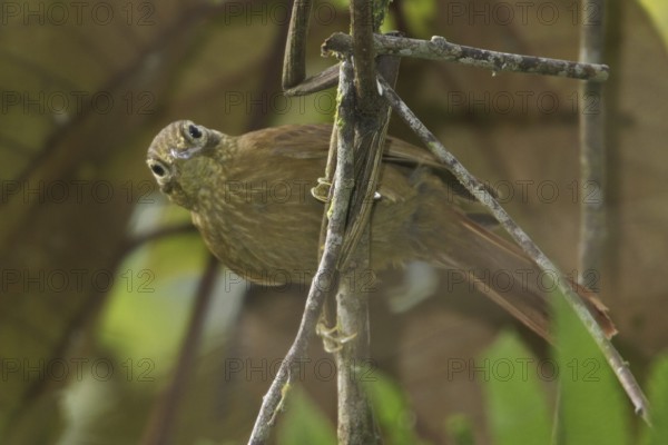 Buff-throated Foliage-gleaner (Automolus ochrolaemus), Manu National Park, Peru