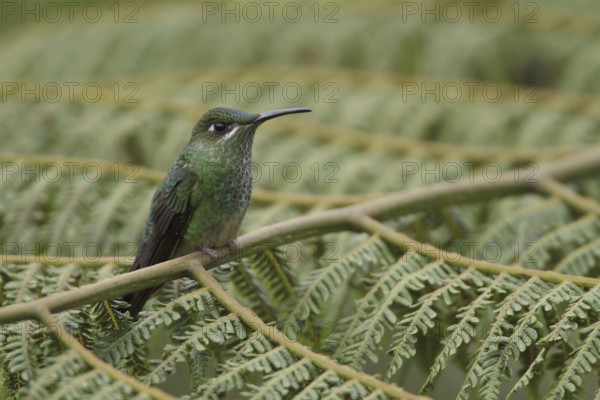 Violet-fronted Brilliant (Heliodoxa leadbeateri), Manu National Park, Peru