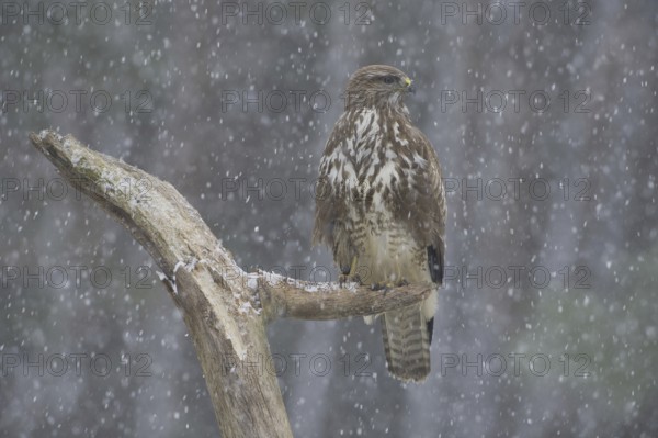 Common Buzzard (Buteo buteo), Saxony, Germany