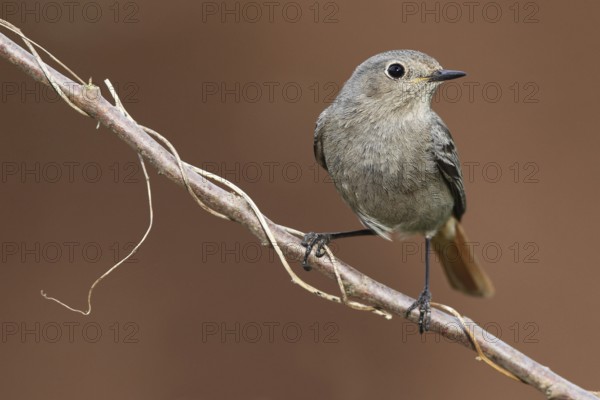Black Redstart (Phoenicurus ochruros) female, Baden-Wuerttemberg, Germany