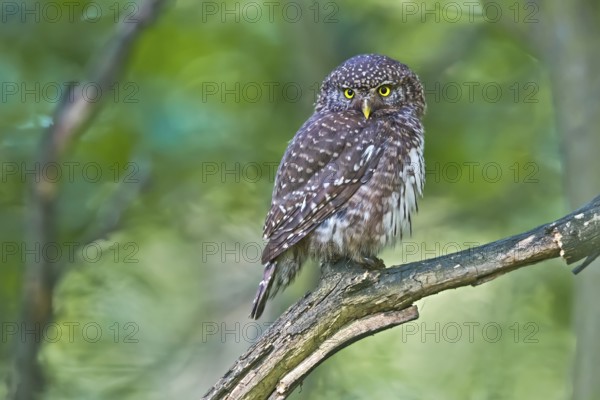 Eurasian Pygmy Owl (Glaucidium passerinum), Bavaria, Germany