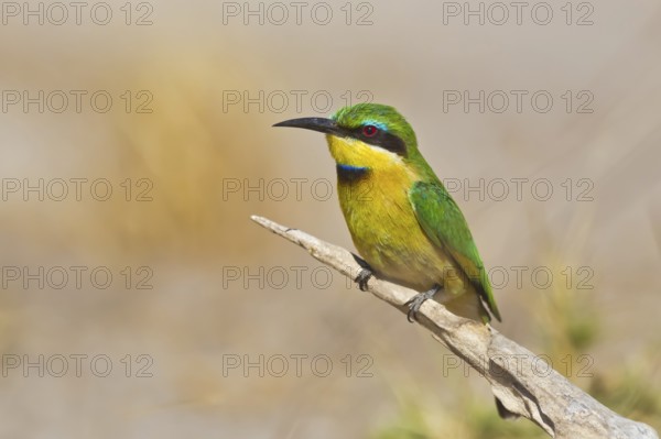 Little Bee-eater (Merops pusillus) perched on a branch, Chobe, Botswana