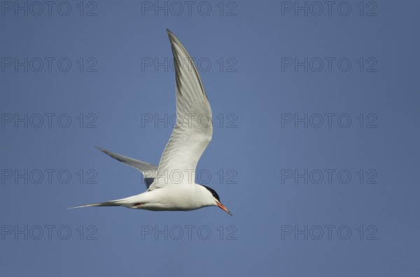 Common Tern (Sterna hirundo) flying, Saxony, Germany