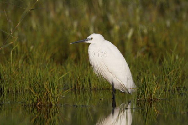 Little Egret (Egretta garzetta), Cyprus