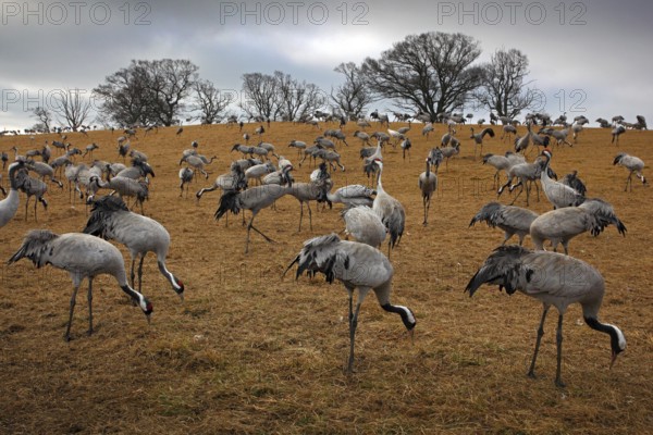 Common Crane, Grus grus, big bird in the nature habitat, Lake Hornborga, Sweden. Wildlife scene from Europe. Grey crane with long neck