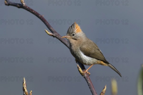 Rufous-vented Yuhina (Yuhina occipitalis), Darjeeling, India