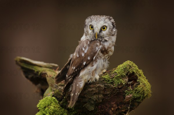 Boreal owl, Aegolius funereus, bird in the nature habitat, sitting on the stone. Bird with yellow eyes, Romania. Wildlife scene from nature