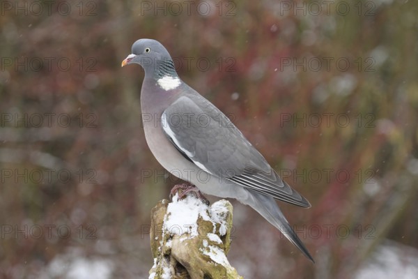 Common Wood Pigeon (Columba palumbus), Lower Saxony, Germany