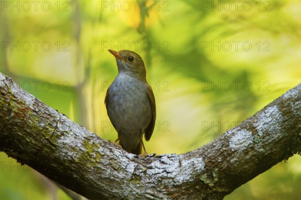 Orange-billed Nightingale-Thrush Catharus aurantiirostris aenopennis Cerro de San Juan, Tepic, Nayarit, Mexico 6 June 2016 Adult Turdidae