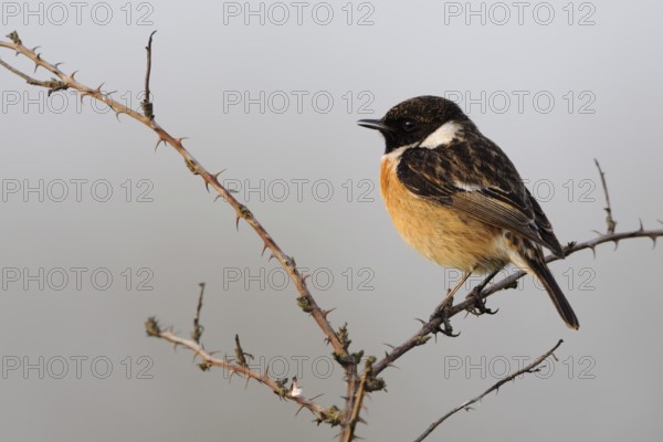 European Stonechat (Saxicola rubicola) male perched on a branch, North Rhine-Westphalia, Germany
