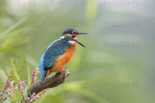 Common Kingfisher (Alcedo atthis) juvenile female regurgitating pellet, Saxony-Anhalt, Germany