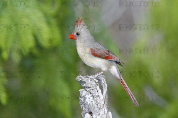 Northern Cardinal Cardinalis cardinalis Rio Grande City, Starr County, Texas, United States 27 March Adult Female Cardinalidae