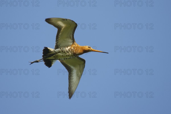 Black-tailed Godwit (Limosa limosa), Netherlands