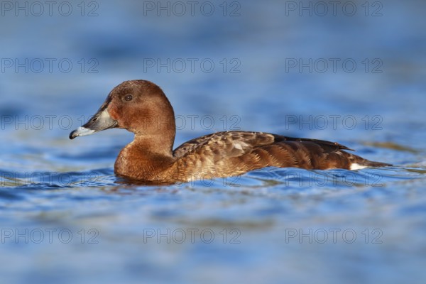 Hardhead (Aythya australis) female, Victoria, Australia