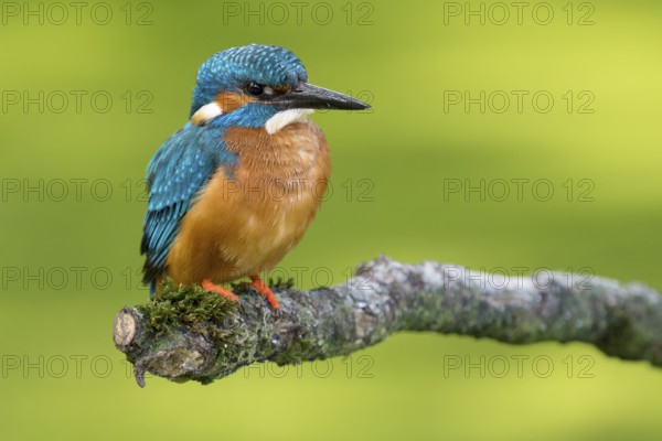 Common Kingfisher (Alcedo atthis) male perched on a branch, Lower Saxony, Germany