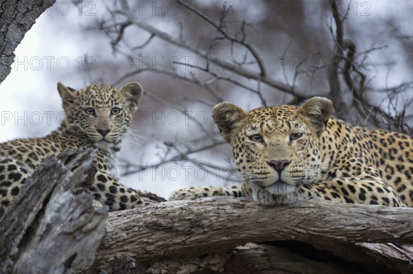 Leopard (Panthera pardus) adult with cub lying on a tree, Sabi Sands, South Africa