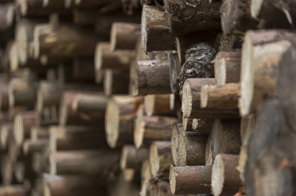 Little Owl (Athene noctua) looking out of a stack of wood, North Rhine-Westphalia, Germany