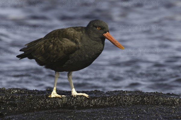 Blackish Oystercatcher (Haematopus ater), Falkland Islands