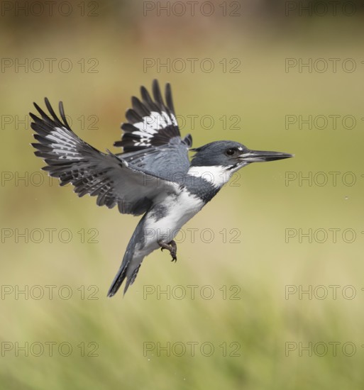 Belted Kingfisher (Megaceryle alcyon) male flying, Florida, USA
