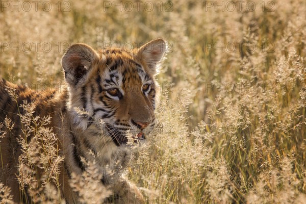 Bengal Tiger (Panthera tigris) cub portrait in morning light, captive, Philippolis, South Africa