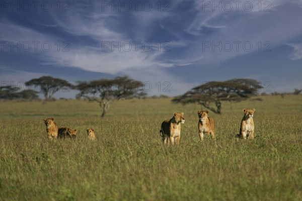 Löwe (Panthera leo), Löwenrudel mit Weibchen und Jungtieren zusammen in der Savanne, Serengeti National Park, Tansania | African Lion (Panthera leo) pack of female lions with cubs in savanna, Serengeti National Park; Tanzania