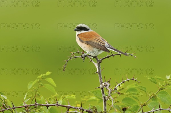 Red-backed shrike, Lanius collurio, bird from Bulgaria. Animal in the nature habitat, Europe. Shrike sitting on the branch