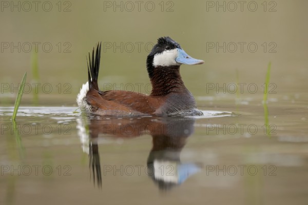 Ruddy Duck (Oxyura jamaicensis) male, British Columbia, Canada