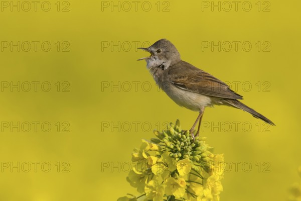 Common Whitethroat (Sylvia communis) male singing, Burgenland, Austria