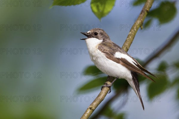 European Pied Flycatcher (Ficedula hypoleuca) male singing, Baden-Wuerttemberg, Germany