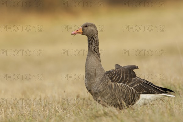 Greylag Goose (Anser anser), Bavaria, Germany