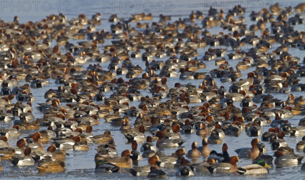 Eurasian Wigeon (Mareca penelope), Noordholland, Netherlands